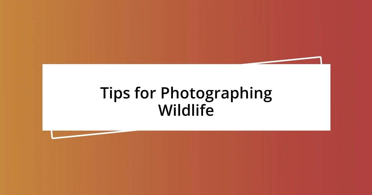 Tips for Photographing Wildlife